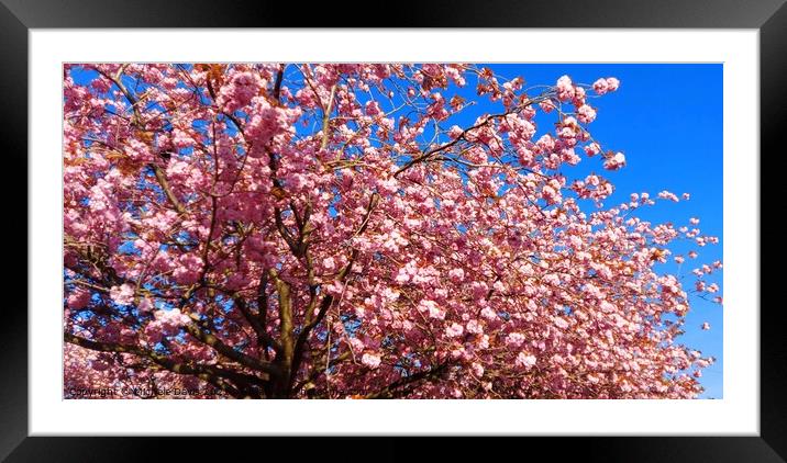 Cherry Blossom tree Framed Mounted Print by Michele Davis