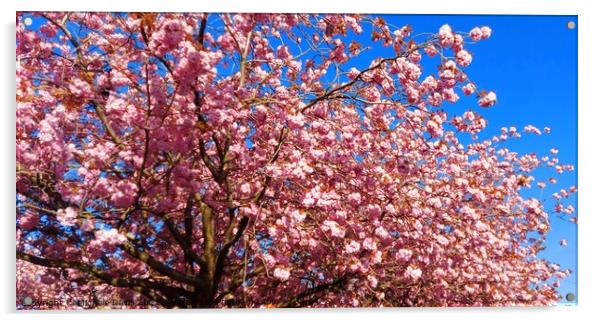 Cherry Blossom tree Acrylic by Michele Davis