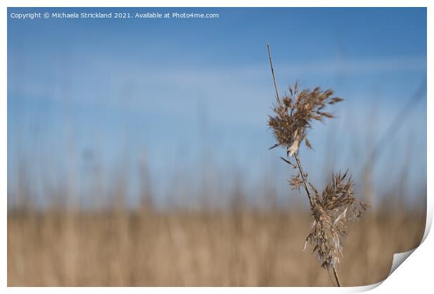 Reeds  Print by Michaela Strickland