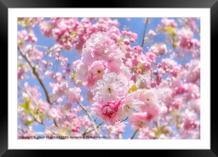 Cherry Blossom Daze Framed Mounted Print by Alison Chambers