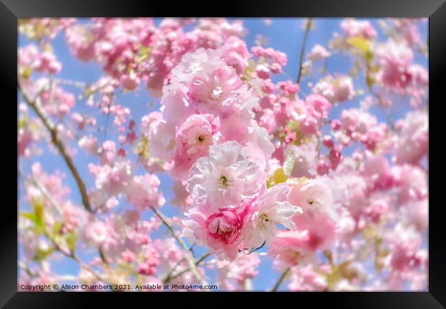Cherry Blossom Daze Framed Print by Alison Chambers