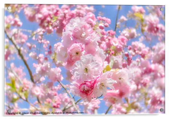 Cherry Blossom Daze Acrylic by Alison Chambers