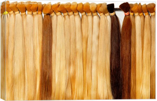 Healthy hair tufts of long light shades, natural, wheat-colored, chocolate-colored, brown. Canvas Print by Sergii Petruk