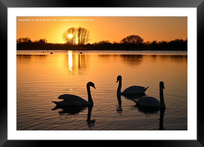 Three Swans   Framed Mounted Print by Aimie Burley