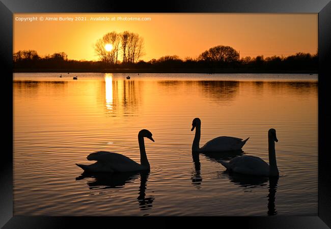 Three Swans   Framed Print by Aimie Burley