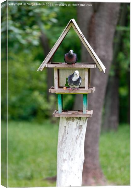 Two pigeons settled in a three-story bird feeder in a city park. Canvas Print by Sergii Petruk
