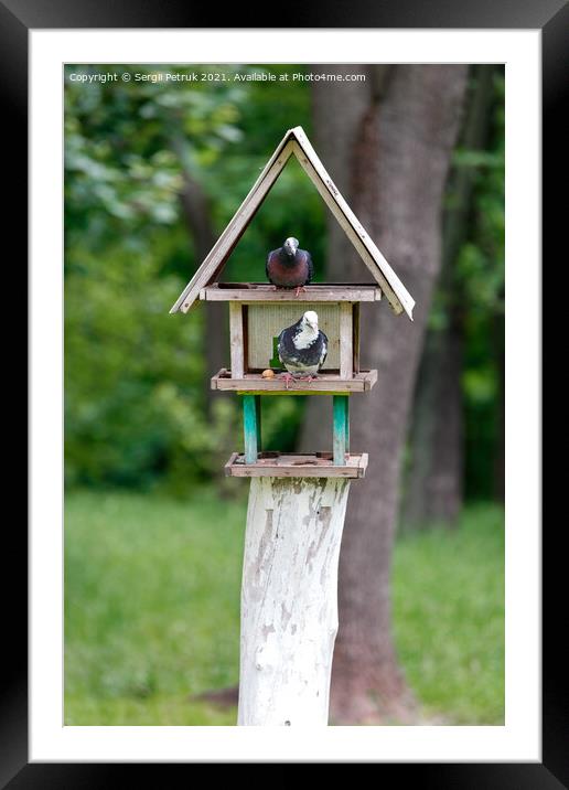 Two pigeons settled in a three-story bird feeder in a city park. Framed Mounted Print by Sergii Petruk