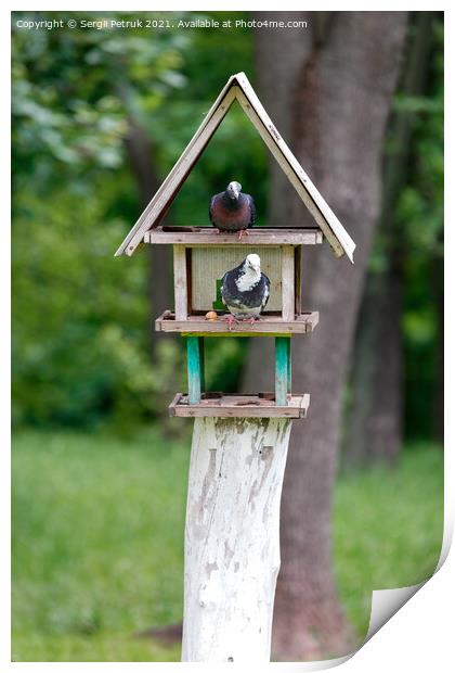 Two pigeons settled in a three-story bird feeder in a city park. Print by Sergii Petruk