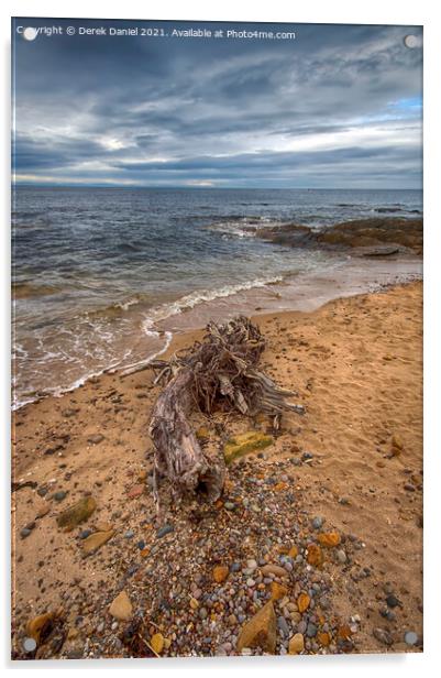 Driftwood on the beach at Hopeman Acrylic by Derek Daniel