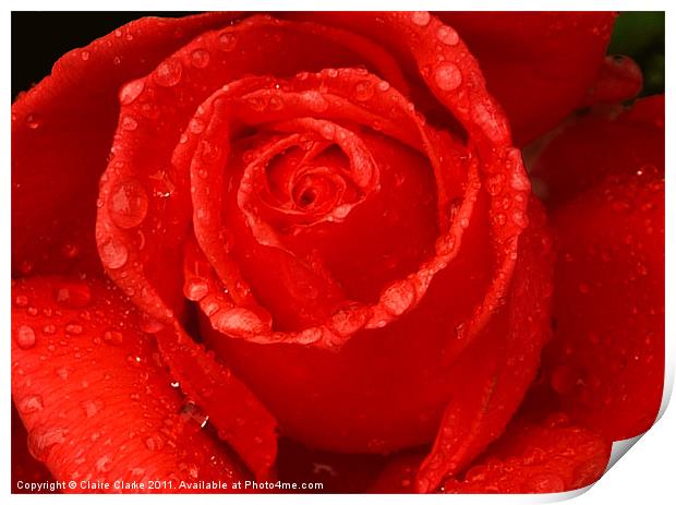 Close up Rose Print by Claire Clarke