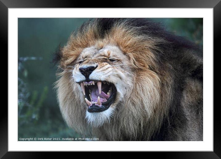 Lion (Panthera leo) Framed Mounted Print by Dirk Rüter