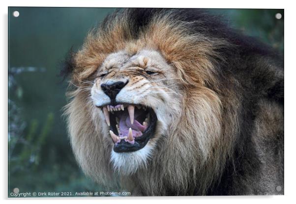Lion (Panthera leo) Acrylic by Dirk Rüter