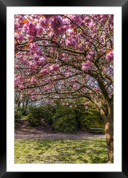 Blossom in a city park Framed Mounted Print by Phil Longfoot