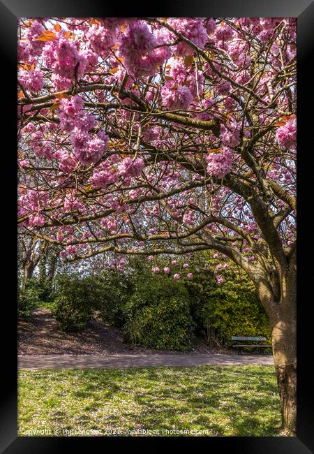 Blossom in a city park Framed Print by Phil Longfoot