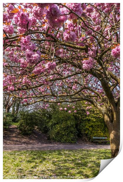 Blossom in a city park Print by Phil Longfoot