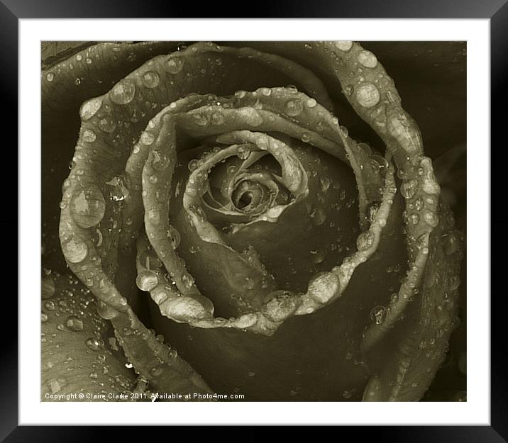 black and white rose Framed Mounted Print by Claire Clarke
