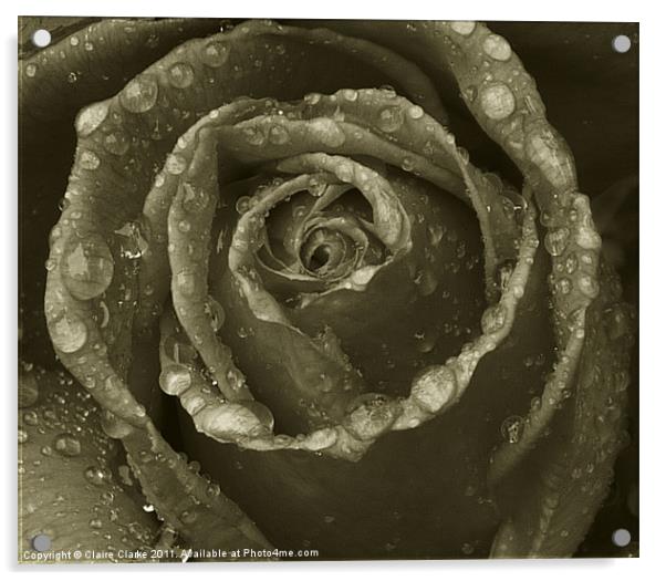 black and white rose Acrylic by Claire Clarke