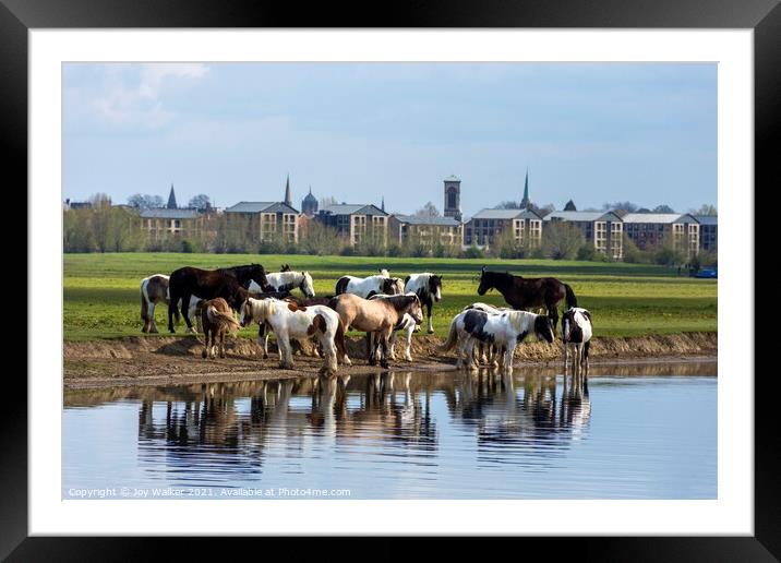 A herd of horses grazing on Port Meadow, Oxford ,Enland, UK Framed Mounted Print by Joy Walker