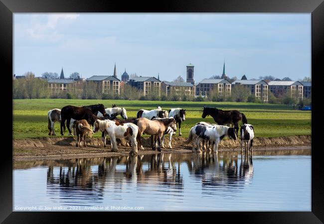 A herd of horses grazing on Port Meadow, Oxford ,Enland, UK Framed Print by Joy Walker
