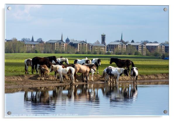 A herd of horses grazing on Port Meadow, Oxford ,Enland, UK Acrylic by Joy Walker