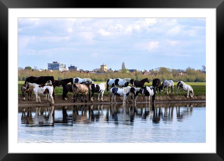 A herd of horses drinking and grazing Framed Mounted Print by Joy Walker