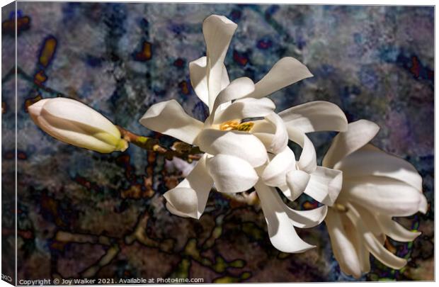 Three Magnolia blooms Canvas Print by Joy Walker