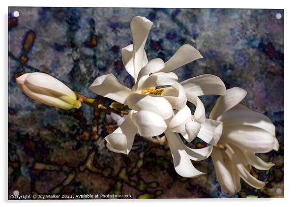 Three Magnolia blooms Acrylic by Joy Walker
