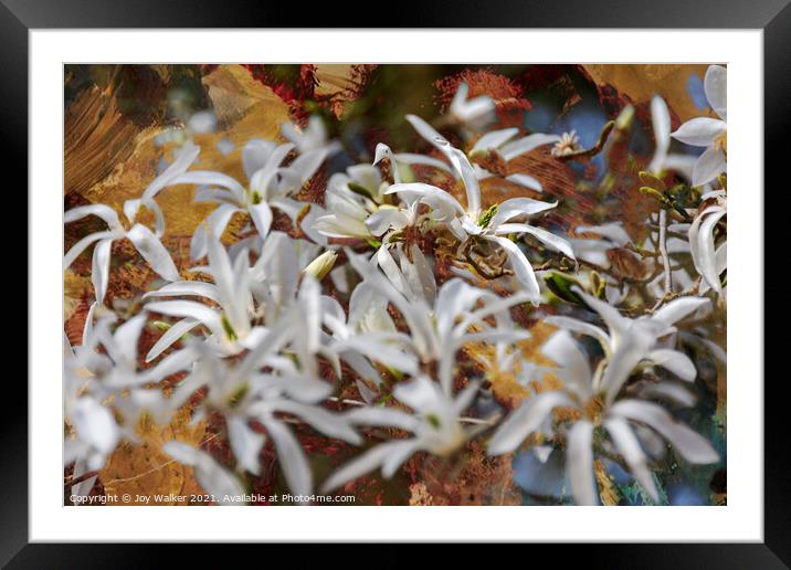 A group of white Magnolia blooms Framed Mounted Print by Joy Walker