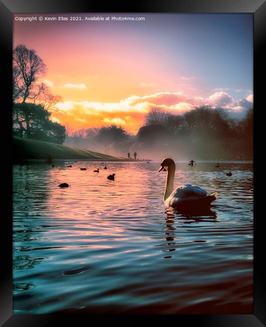Swan lake  Framed Print by Kevin Elias