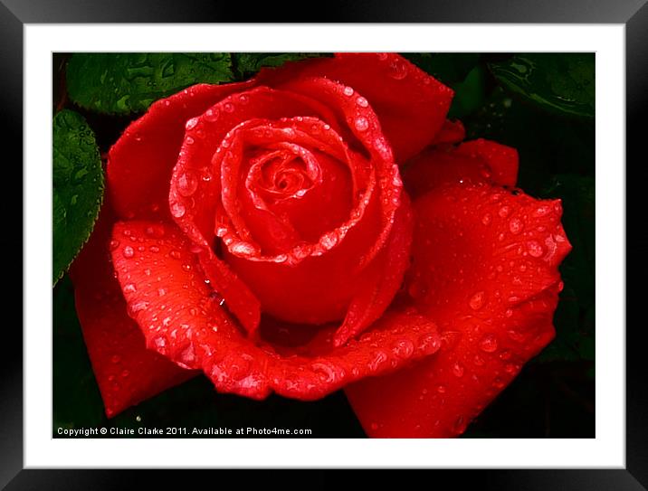 Raindrop Rose Framed Mounted Print by Claire Clarke