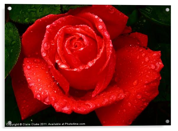 Raindrop Rose Acrylic by Claire Clarke