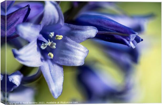 Woodland Bluebell Flowers  Close up April Spring  Canvas Print by Nick Jenkins