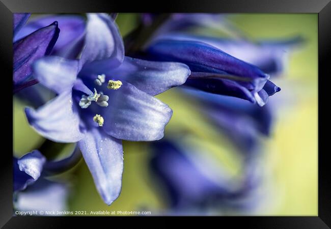 Woodland Bluebell Flowers  Close up April Spring  Framed Print by Nick Jenkins