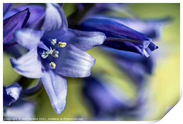 Woodland Bluebell Flowers  Close up April Spring  Print by Nick Jenkins
