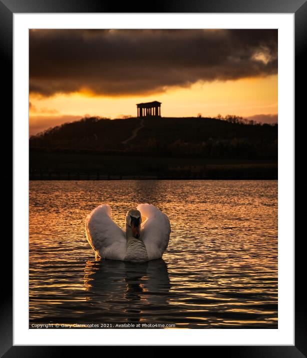 Swan Caught in the Light Framed Mounted Print by Gary Clarricoates