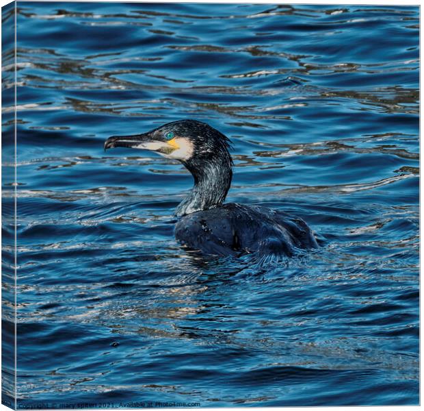 A Shag  swimming ,eyes and feathers glistening from the sunset Canvas Print by mary spiteri