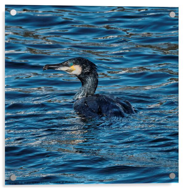A Shag  swimming ,eyes and feathers glistening from the sunset Acrylic by mary spiteri
