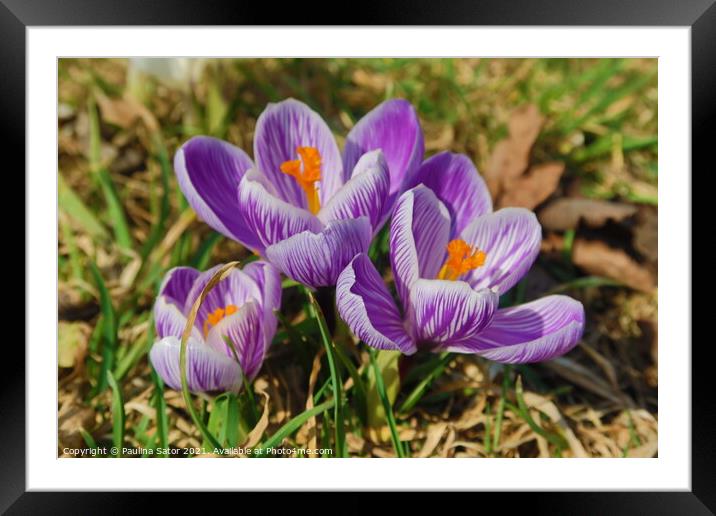 Purple crocus flowering in early spring Framed Mounted Print by Paulina Sator
