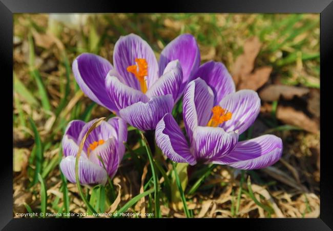 Purple crocus flowering in early spring Framed Print by Paulina Sator