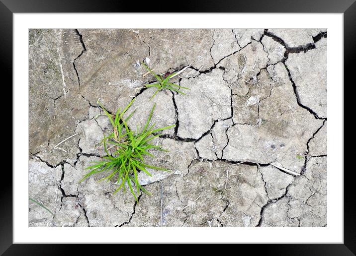  Cracked earth with grass sprouts Framed Mounted Print by Paulina Sator