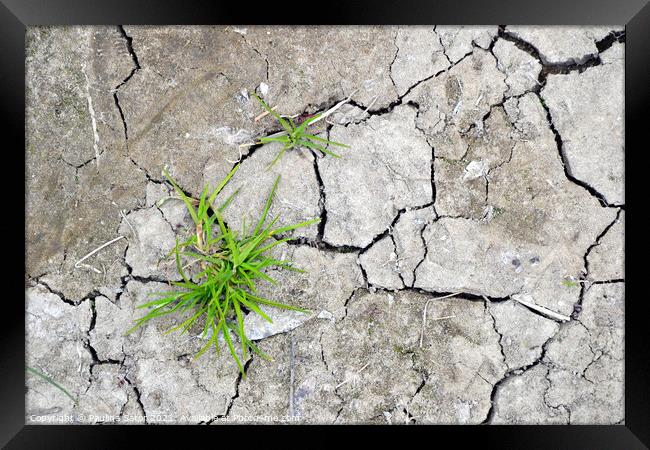  Cracked earth with grass sprouts Framed Print by Paulina Sator