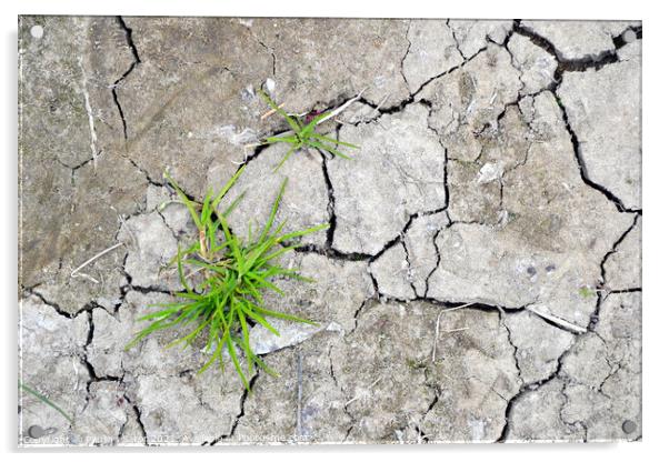  Cracked earth with grass sprouts Acrylic by Paulina Sator