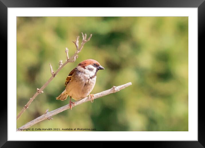 A small sparrow perched on a tree branch Framed Mounted Print by Csilla Horváth