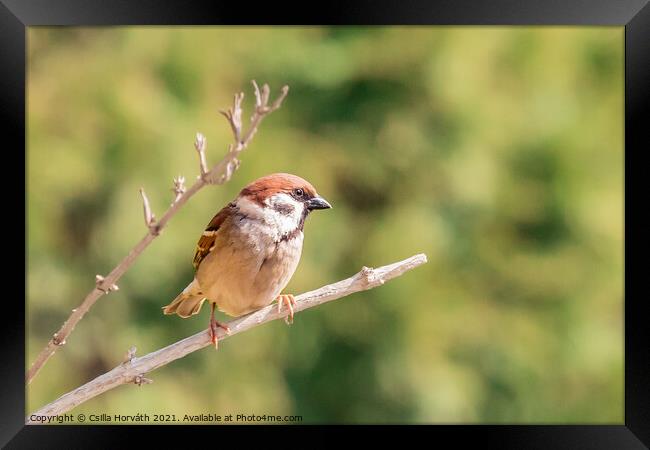 A small sparrow perched on a tree branch Framed Print by Csilla Horváth