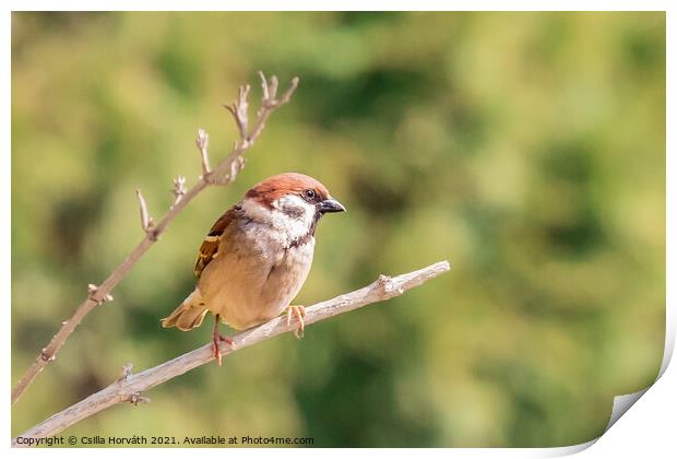 A small sparrow perched on a tree branch Print by Csilla Horváth