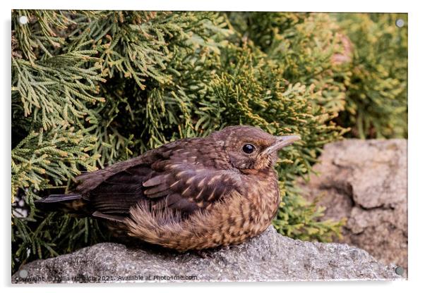 Female blackbird is resting on a rock Acrylic by Csilla Horváth