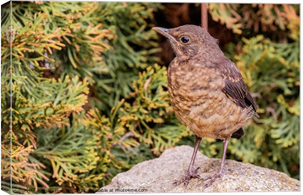 A female blackbird perched on top of a rock Canvas Print by Csilla Horváth