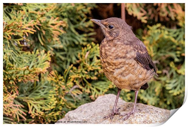 A female blackbird perched on top of a rock Print by Csilla Horváth