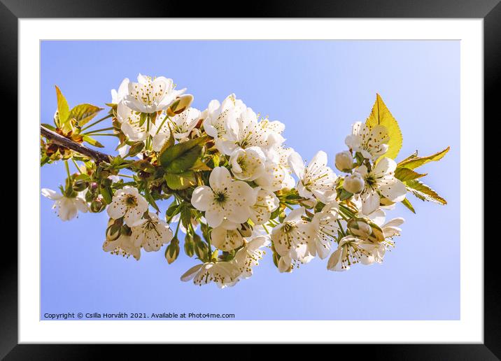 Blossoming sour cherry tree Framed Mounted Print by Csilla Horváth