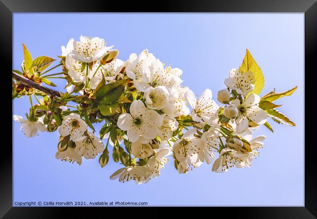 Blossoming sour cherry tree Framed Print by Csilla Horváth